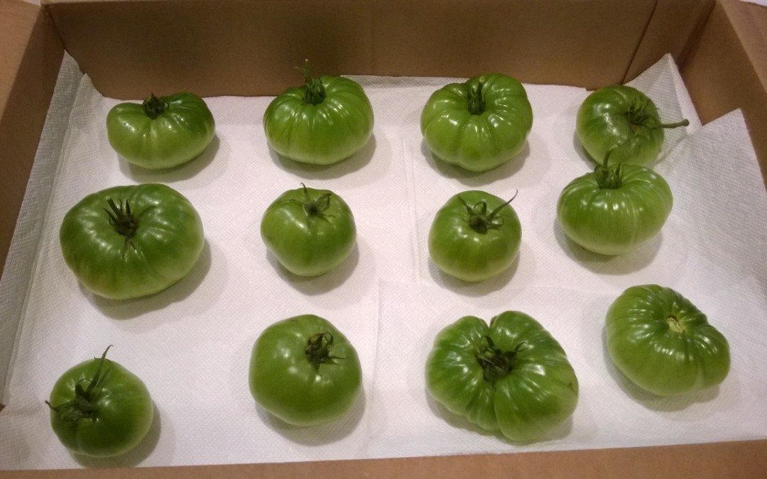 How to Turn Green Tomatoes into Delicious Ripened Ones?
