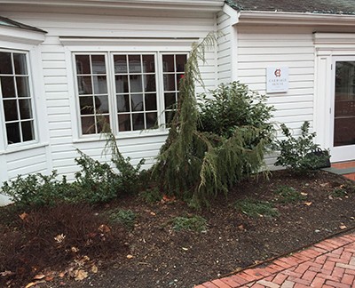 Yard2Kitchen organic edible garden donated to Paper Mill Playhouse