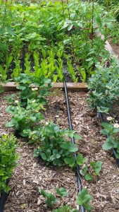 Yard2Kitchen raised bed organic garden