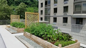 Yard2Kitchen raised bed garden