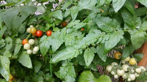 Yard2Kitchen organic cherry tomatoes