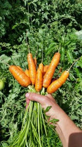Yard2Kitchen organic carrots