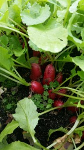 Yard2Kitchen radishes