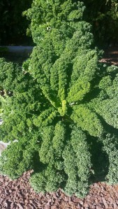 Yard2Kitchen Kale