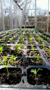 Yard2Kitchen organic seedlings