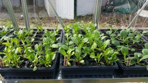 Yard2Kitchen greenhouse greens
