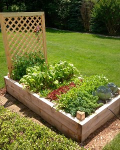 Yard2Kitchen bountiful organic garden is ready to harvest