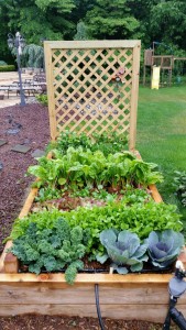 Yard2Kitchen bountiful organic garden