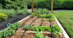 Yard2Kitchen custom organic raised bed garden