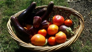 Yard2Kitchen garden harvest