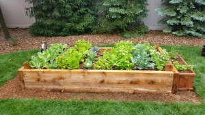 Yard2Kitchen custom organic raised bed garden