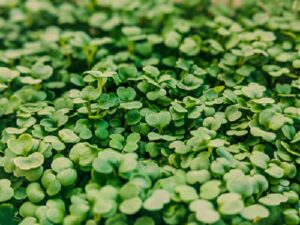 Microgreens