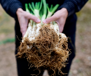 health benefits of onions and scallions
