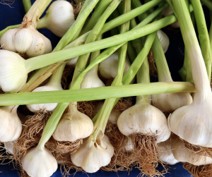 Garlic
