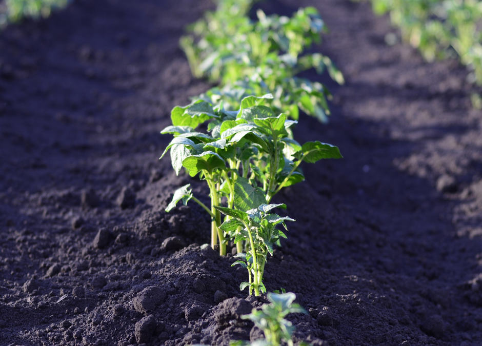 The Eco-Friendly Benefits of No-Till Gardening