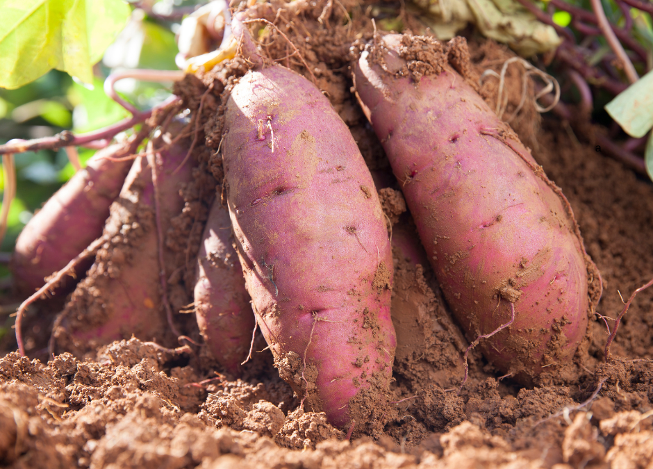 The Wonderful World of Potatoes
