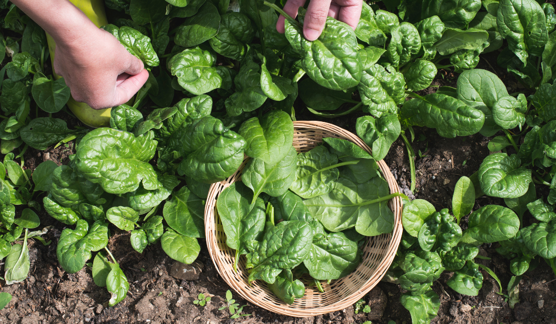Fall Planting, Spring Harvest: The Magic of Overwintering Vegetables