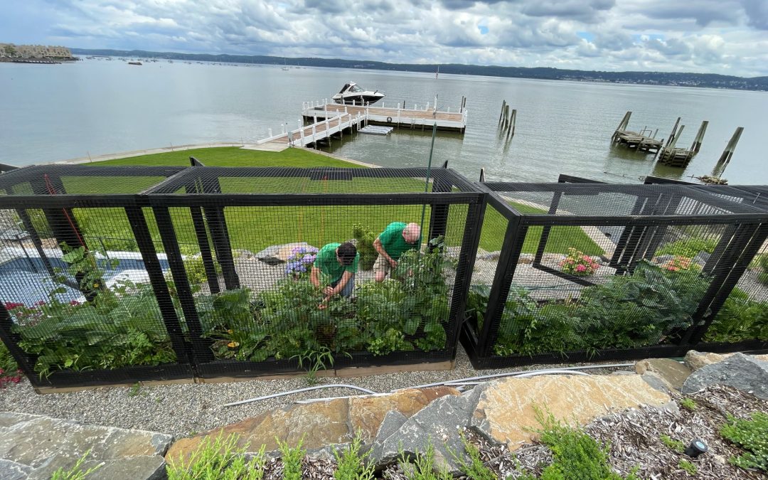 Don’t Have a Green Thumb? We Can Build and Maintain Your Garden for You
