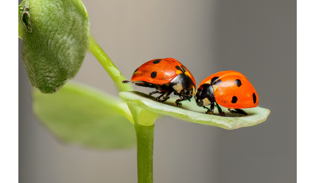 Beneficial Insects for Your Garden: Nature’s Best Organic Pest Control