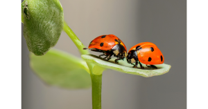 beneficial garden insects